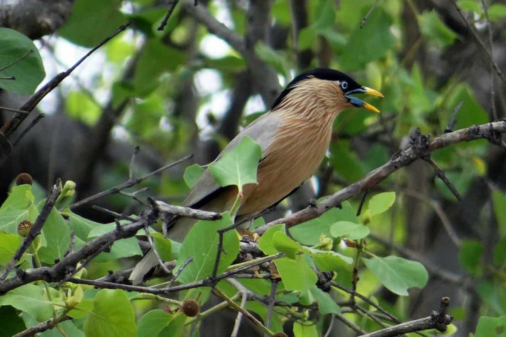 Bharatpur