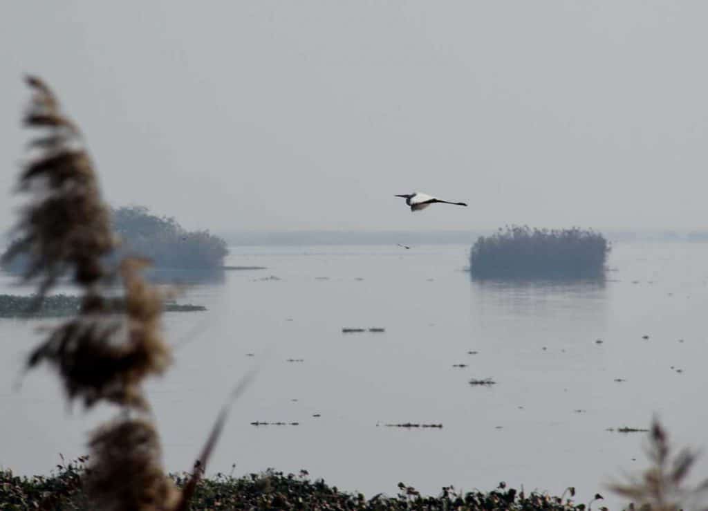 Harike Wetland and Bird Sanctuary