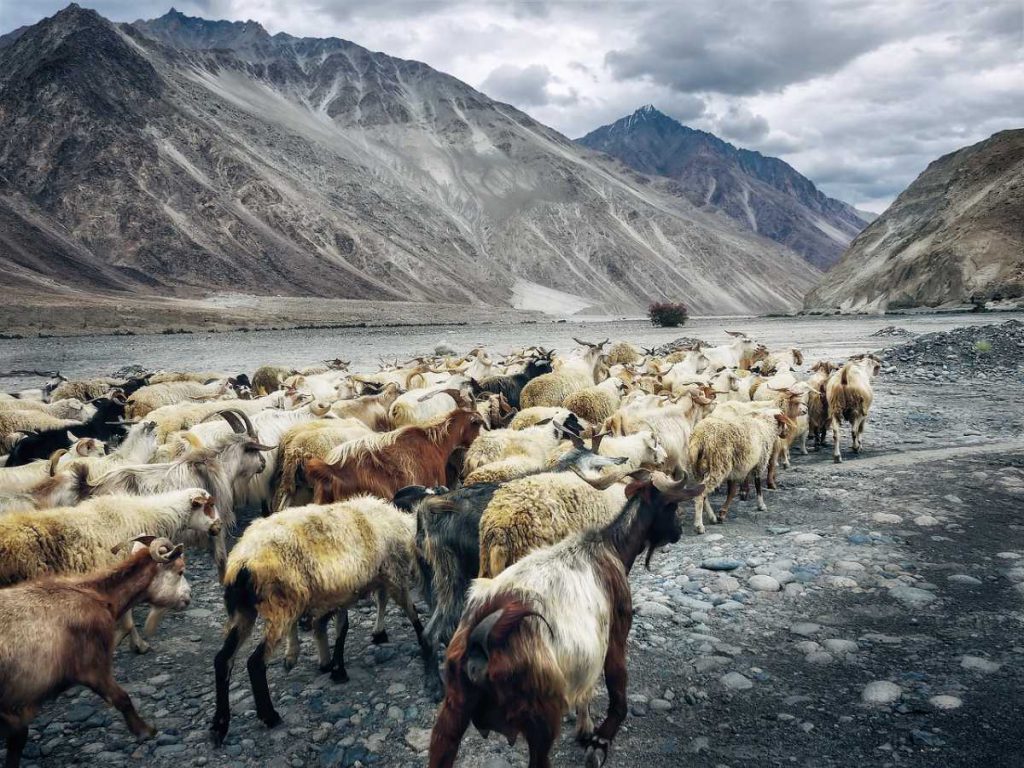 Nubra Valley