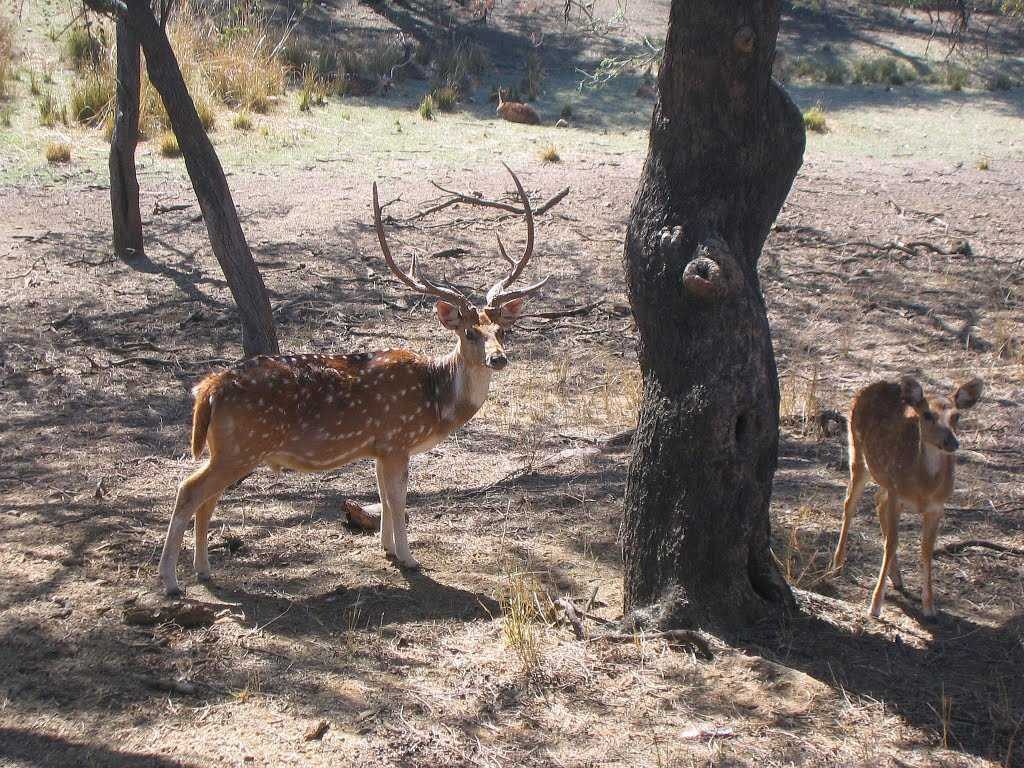 Sariska Wildfire Sanctuary