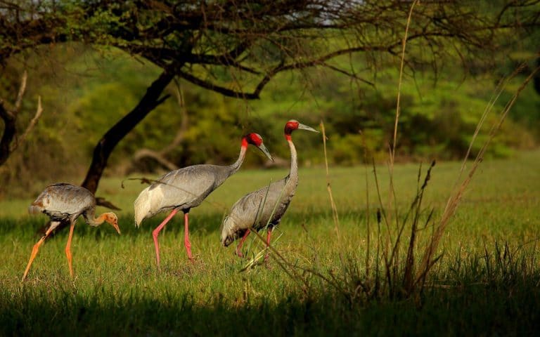 Bharatpur National Park