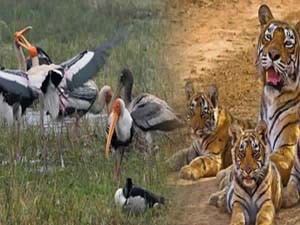Golden Triangle and Tiger Tour Package Golden Triangle and Tiger Tour Package with your budget. golden tour package jalmahal amber fort car tempo traveller bus hire rental paras