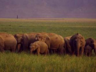 5 Days Jim Corbett with Nainital 5 Days Jim Corbett with Nainital